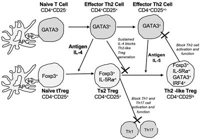 Interleukin-5 (IL-5) Therapy Prevents Allograft Rejection by Promoting CD4+CD25+ Ts2 Regulatory Cells That Are Antigen-Specific and Express IL-5 Receptor